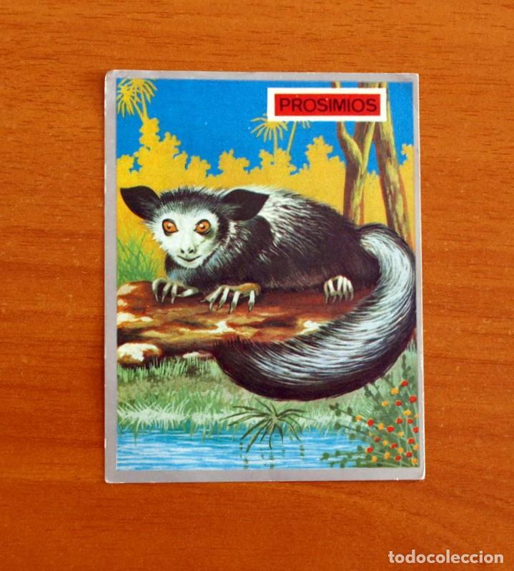 Coleccionismo cromos antiguos: Zoolog&iacute;a y Bot&aacute;nica - Cromo N&ordm; 136 - Editorial Maga A&ntilde;o 1969 - Nunca Pegado -