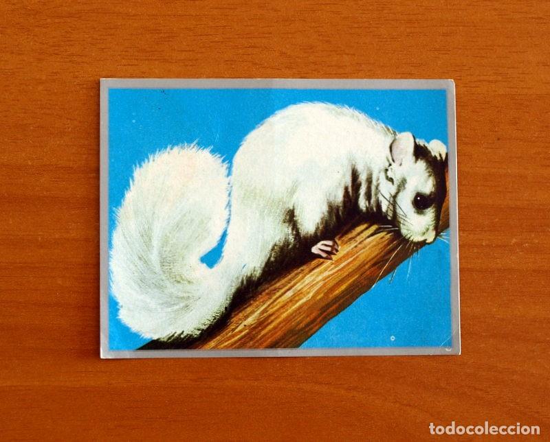 Coleccionismo cromos antiguos: Zoolog&iacute;a y Bot&aacute;nica - Cromo N&ordm; 144 - Editorial Maga A&ntilde;o 1969 - Nunca Pegado -