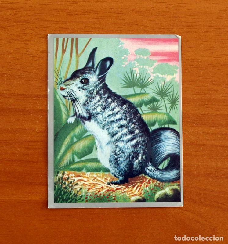 Coleccionismo cromos antiguos: Zoolog&iacute;a y Bot&aacute;nica - Cromo N&ordm; 147 - Editorial Maga A&ntilde;o 1969 - Nunca Pegado -