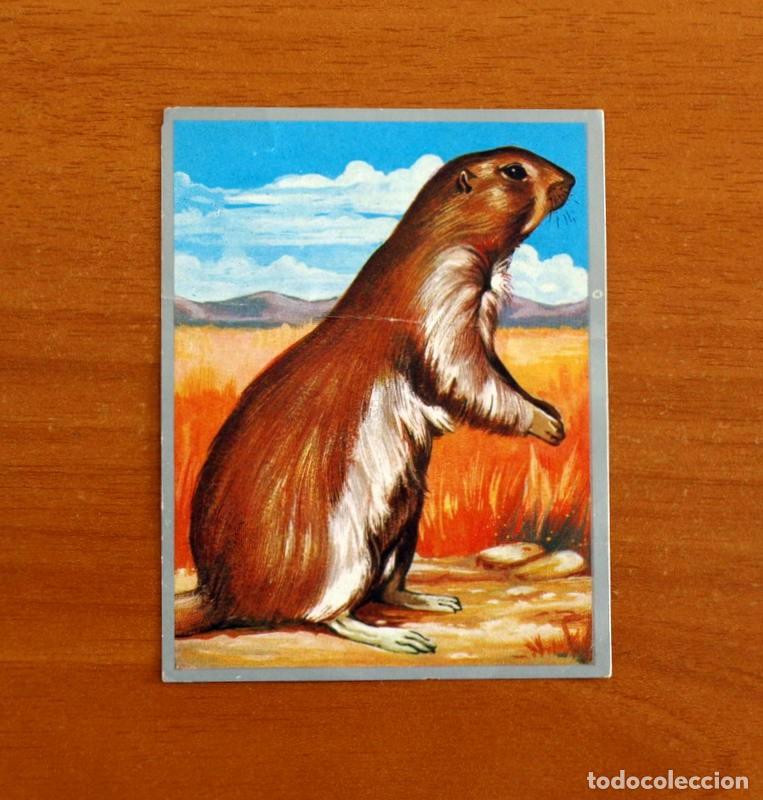 Coleccionismo cromos antiguos: Zoolog&iacute;a y Bot&aacute;nica - Cromo N&ordm; 148 - Editorial Maga A&ntilde;o 1969 - Nunca Pegado -