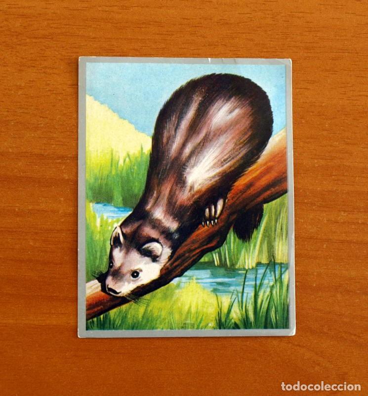 Coleccionismo cromos antiguos: Zoolog&iacute;a y Bot&aacute;nica - Cromo N&ordm; 151 - Editorial Maga A&ntilde;o 1969 - Nunca Pegado -