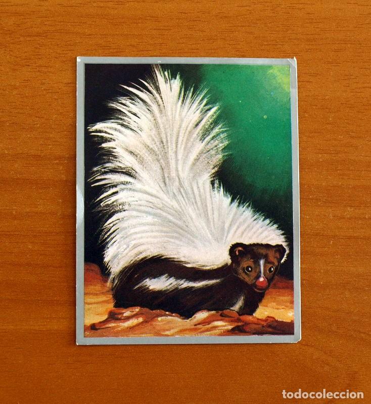Coleccionismo cromos antiguos: Zoolog&iacute;a y Bot&aacute;nica - Cromo N&ordm; 152 - Editorial Maga A&ntilde;o 1969 - Nunca Pegado -