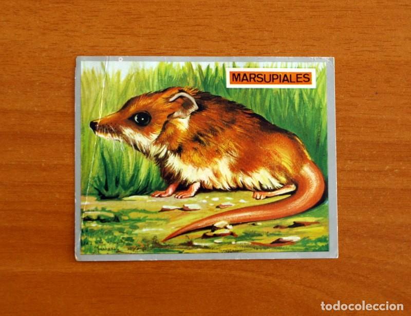 Coleccionismo cromos antiguos: Zoolog&iacute;a y Bot&aacute;nica - Cromo N&ordm; 157 - Editorial Maga A&ntilde;o 1969 - Nunca Pegado -