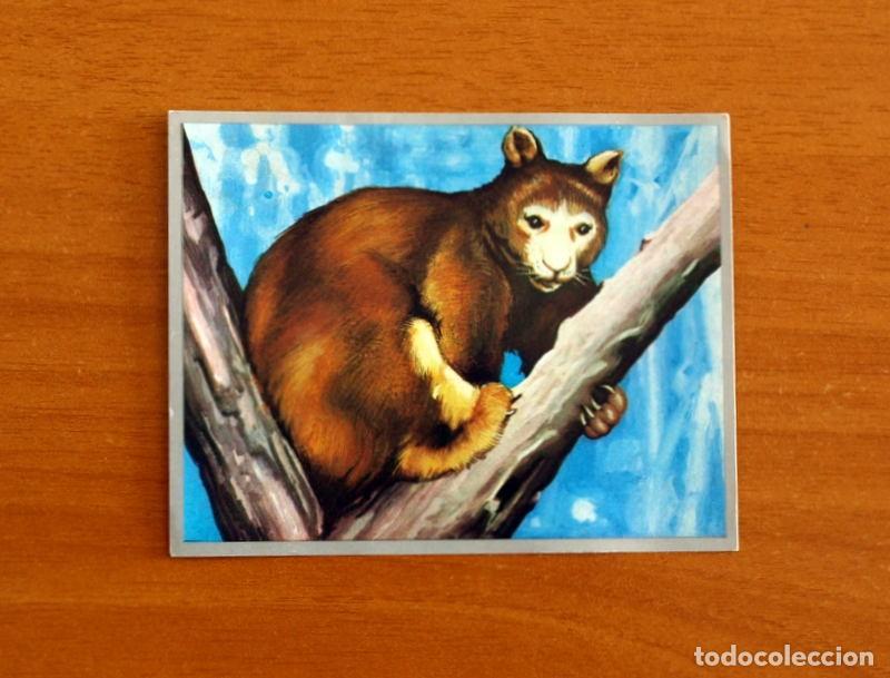 Coleccionismo cromos antiguos: Zoolog&iacute;a y Bot&aacute;nica - Cromo N&ordm; 158 - Editorial Maga A&ntilde;o 1969 - Nunca Pegado -