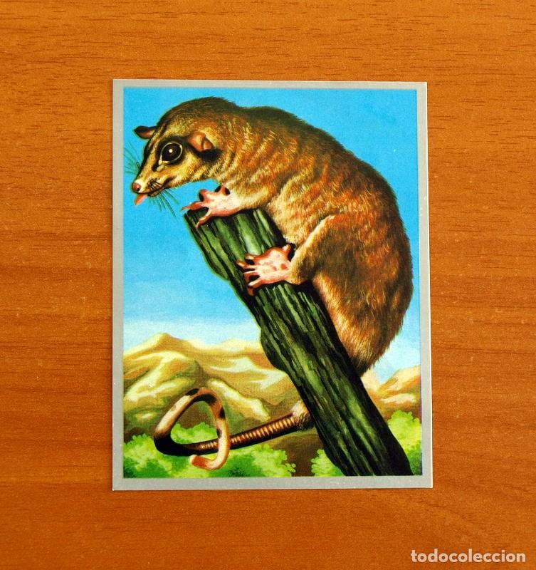 Coleccionismo cromos antiguos: Zoolog&iacute;a y Bot&aacute;nica - Cromo N&ordm; 162 - Editorial Maga A&ntilde;o 1969 - Nunca Pegado -