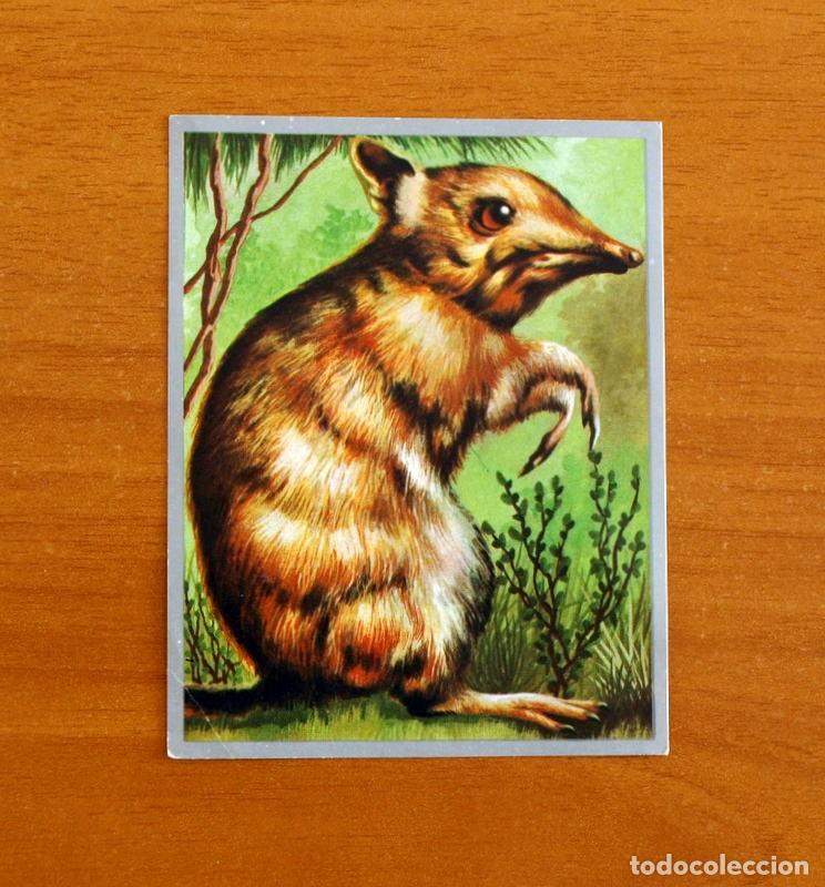 Coleccionismo cromos antiguos: Zoolog&iacute;a y Bot&aacute;nica - Cromo N&ordm; 163 - Editorial Maga A&ntilde;o 1969 - Nunca Pegado -