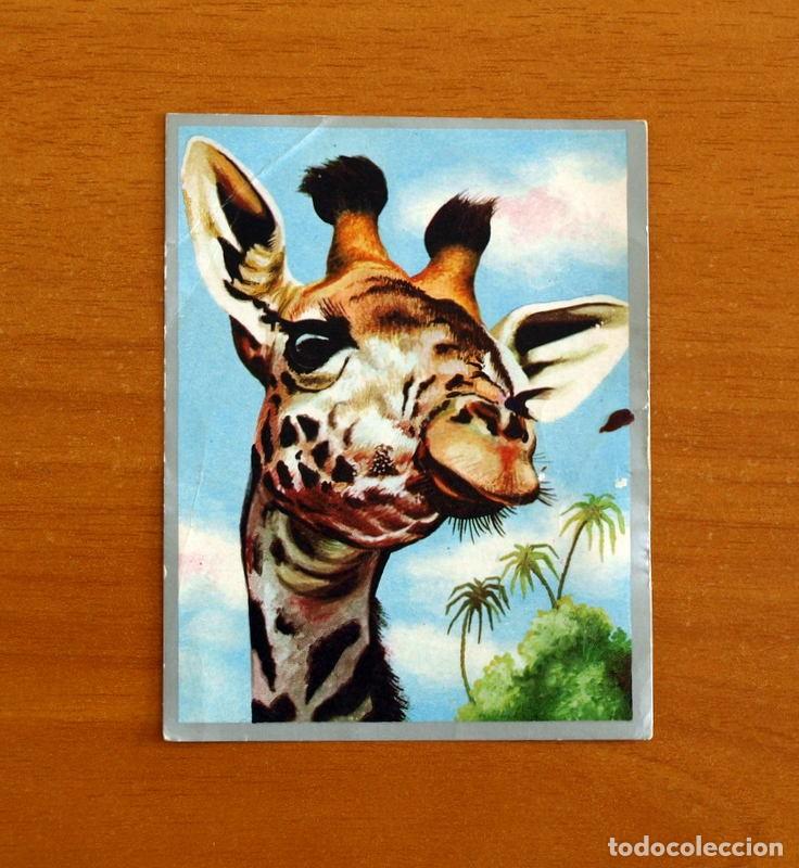 Coleccionismo cromos antiguos: Zoolog&iacute;a y Bot&aacute;nica - Cromo N&ordm; 166 - Editorial Maga A&ntilde;o 1969 - Nunca Pegado -