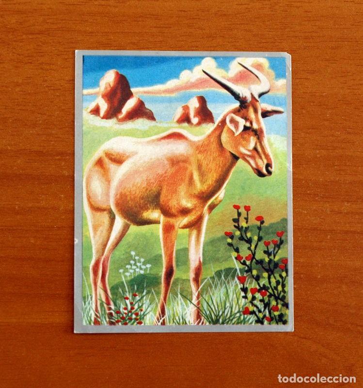 Coleccionismo cromos antiguos: Zoolog&iacute;a y Bot&aacute;nica - Cromo N&ordm; 167 - Editorial Maga A&ntilde;o 1969 - Nunca Pegado -