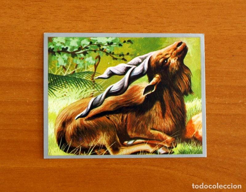 Coleccionismo cromos antiguos: Zoolog&iacute;a y Bot&aacute;nica - Cromo N&ordm; 168 - Editorial Maga A&ntilde;o 1969 - Nunca Pegado -