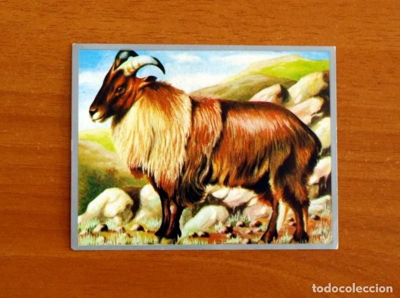 Coleccionismo cromos antiguos: Zoolog&iacute;a y Bot&aacute;nica - Cromo N&ordm; 169 - Editorial Maga A&ntilde;o 1969 - Nunca Pegado -