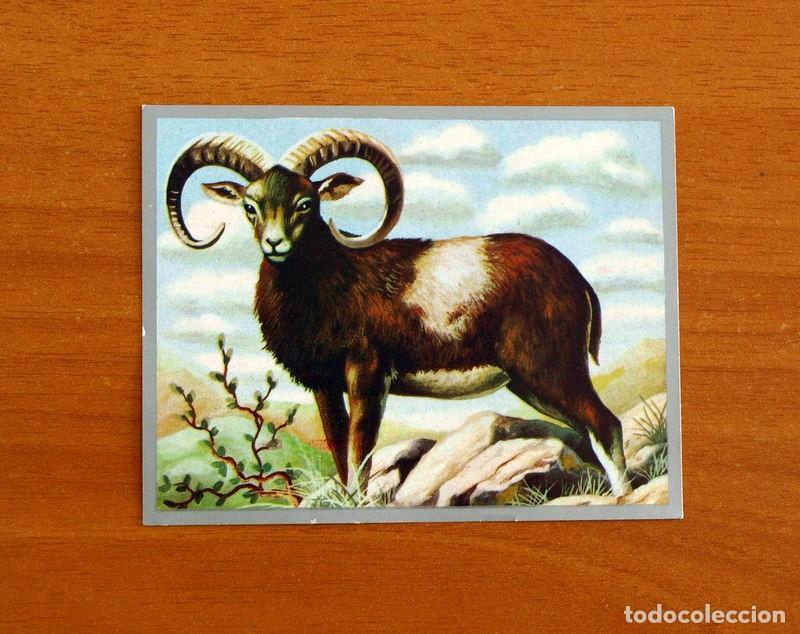 Coleccionismo cromos antiguos: Zoolog&iacute;a y Bot&aacute;nica - Cromo N&ordm; 170 - Editorial Maga A&ntilde;o 1969 - Nunca Pegado -