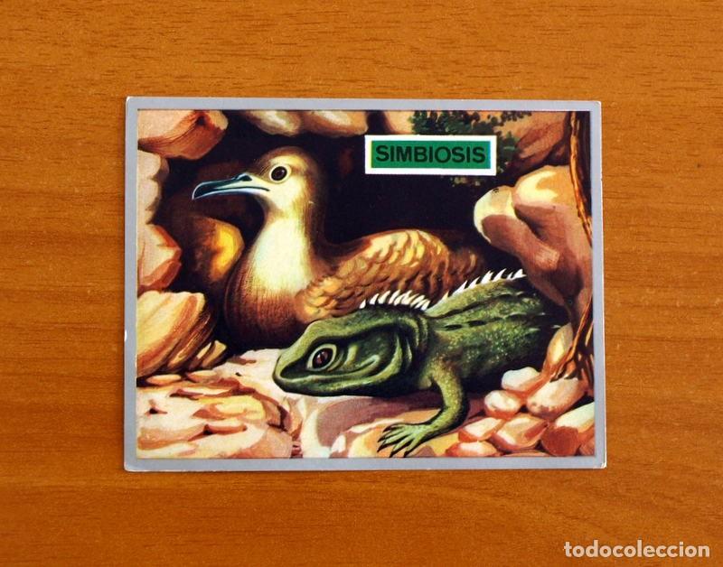 Coleccionismo cromos antiguos: Zoolog&iacute;a y Bot&aacute;nica - Cromo N&ordm; 171 - Editorial Maga A&ntilde;o 1969 - Nunca Pegado -