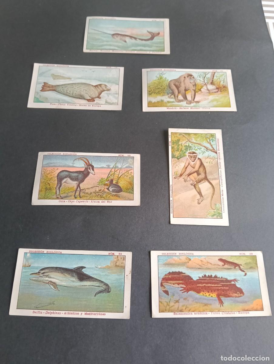 Coleccionismo cromos antiguos: Lote de 7 cromos antiguos Chocolates Comet (Figueras) - Colecci&oacute;n Zool&oacute;gica (ca. 1910-1920)