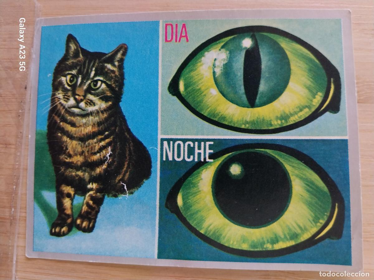 Coleccionismo cromos antiguos: BIGOTES GATO OJOS CIENCIAS ED MAGA A&Ntilde;O 1971 CROMO 169 SIN PEGAR NUNCA