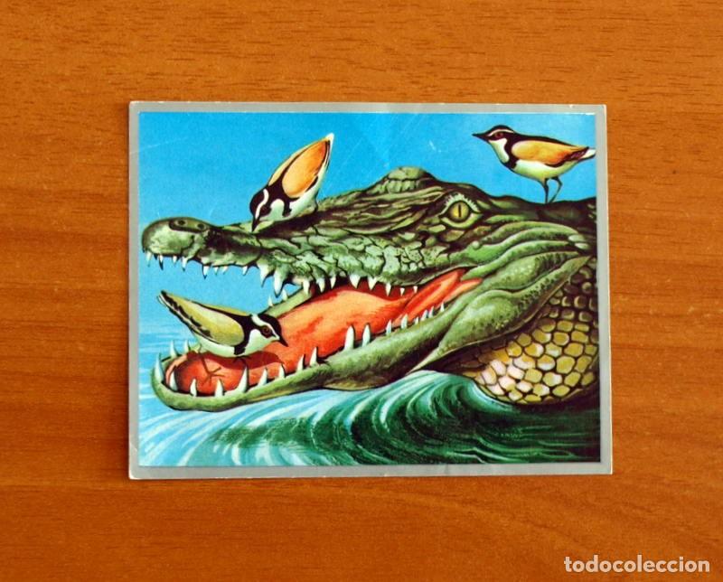 Coleccionismo cromos antiguos: Zoolog&iacute;a y Bot&aacute;nica - Cromo N&ordm; 172 - Editorial Maga A&ntilde;o 1969 - Nunca Pegado -