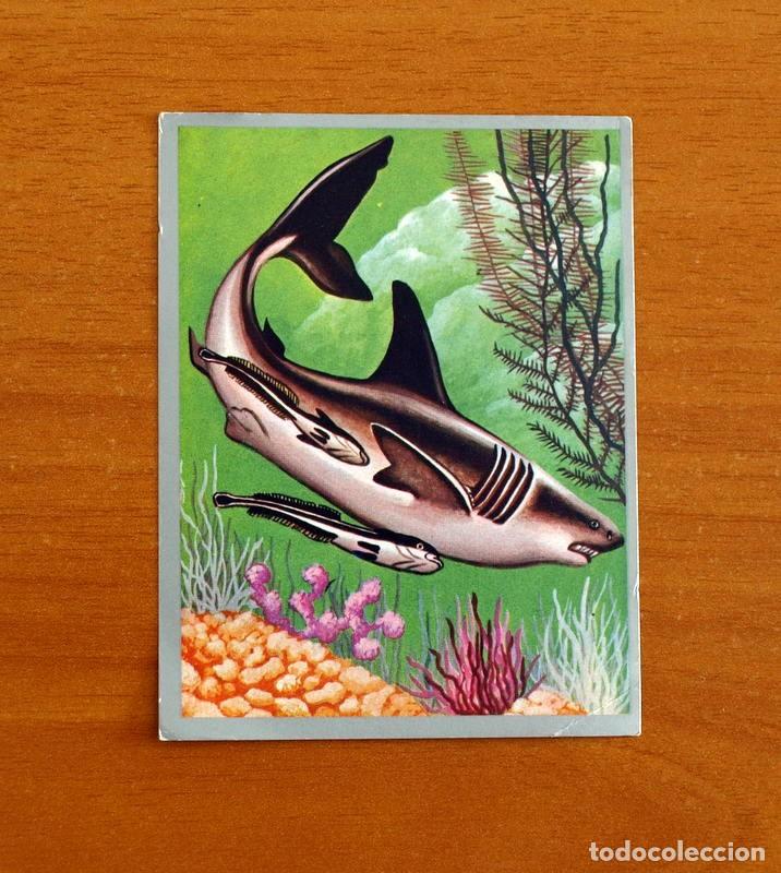 Coleccionismo cromos antiguos: Zoolog&iacute;a y Bot&aacute;nica - Cromo N&ordm; 174 - Editorial Maga A&ntilde;o 1969 - Nunca Pegado -
