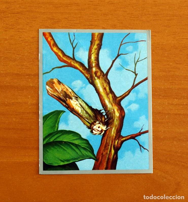 Coleccionismo cromos antiguos: Zoolog&iacute;a y Bot&aacute;nica - Cromo N&ordm; 179 - Editorial Maga A&ntilde;o 1969 - Nunca Pegado -