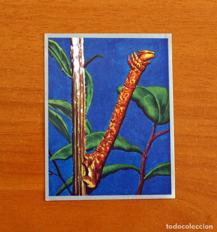 Coleccionismo cromos antiguos: Zoolog&iacute;a y Bot&aacute;nica - Cromo N&ordm; 181 - Editorial Maga A&ntilde;o 1969 - Nunca Pegado -
