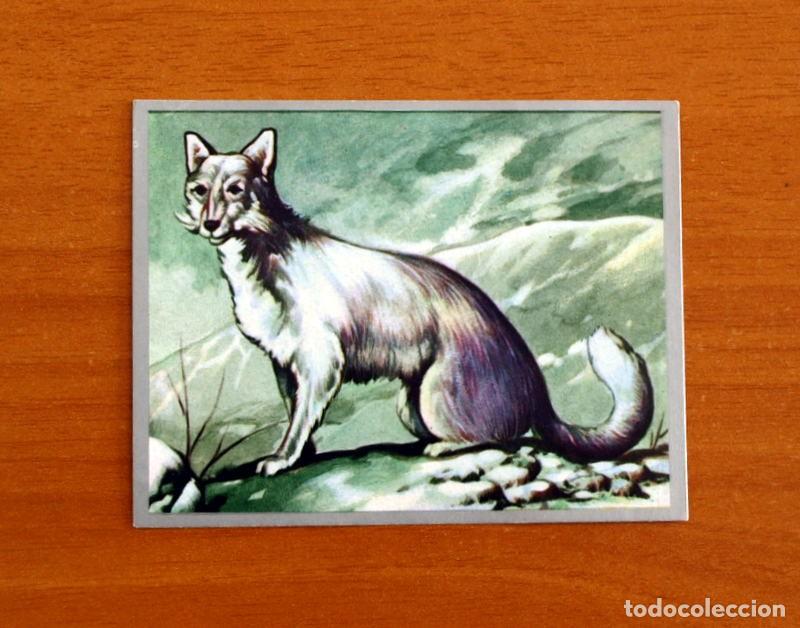 Coleccionismo cromos antiguos: Zoolog&iacute;a y Bot&aacute;nica - Cromo N&ordm; 182 - Editorial Maga A&ntilde;o 1969 - Nunca Pegado -