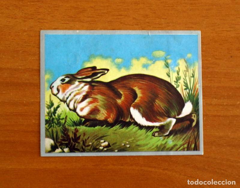 Coleccionismo cromos antiguos: Zoolog&iacute;a y Bot&aacute;nica - Cromo N&ordm; 185 - Editorial Maga A&ntilde;o 1969