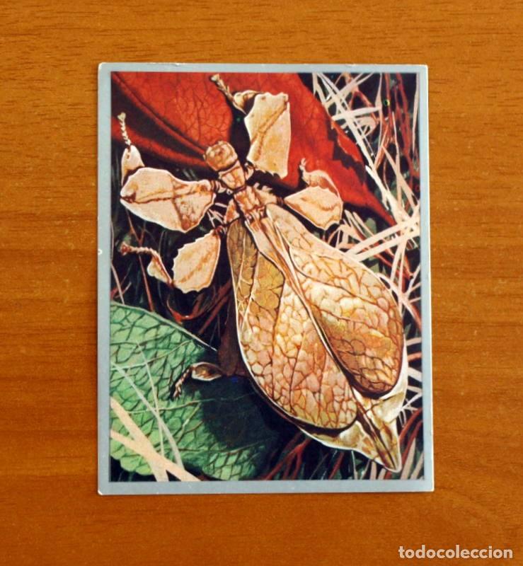 Coleccionismo cromos antiguos: Zoolog&iacute;a y Bot&aacute;nica - Cromo N&ordm; 188 - Editorial Maga A&ntilde;o 1969 - Nunca pegado