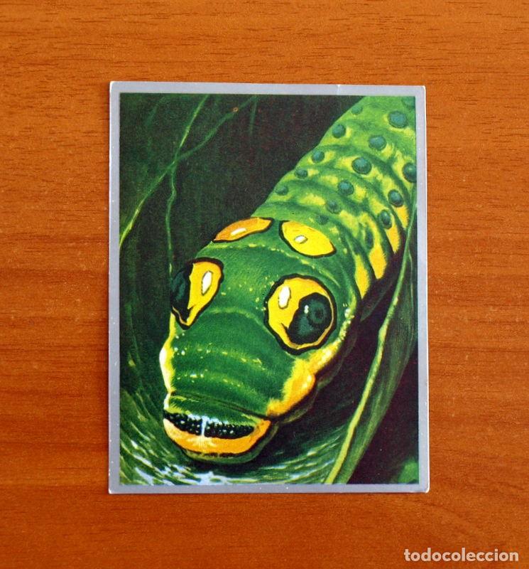Coleccionismo cromos antiguos: Zoolog&iacute;a y Bot&aacute;nica - Cromo N&ordm; 193 - Editorial Maga A&ntilde;o 1969 - Nunca pegado