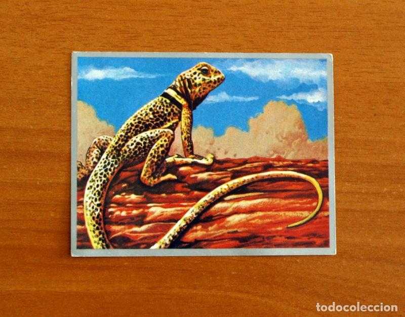 Coleccionismo cromos antiguos: Zoolog&iacute;a y Bot&aacute;nica - Cromo N&ordm; 197 - Editorial Maga A&ntilde;o 1969 - Nunca pegado