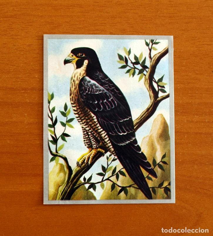 Coleccionismo cromos antiguos: Zoolog&iacute;a y Bot&aacute;nica - Cromo N&ordm; 202 - Editorial Maga A&ntilde;o 1969