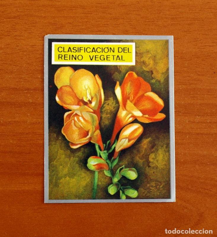 Coleccionismo cromos antiguos: Zoolog&iacute;a y Bot&aacute;nica - Cromo N&ordm; 206 - Editorial Maga A&ntilde;o 1969 - Nunca Pegado