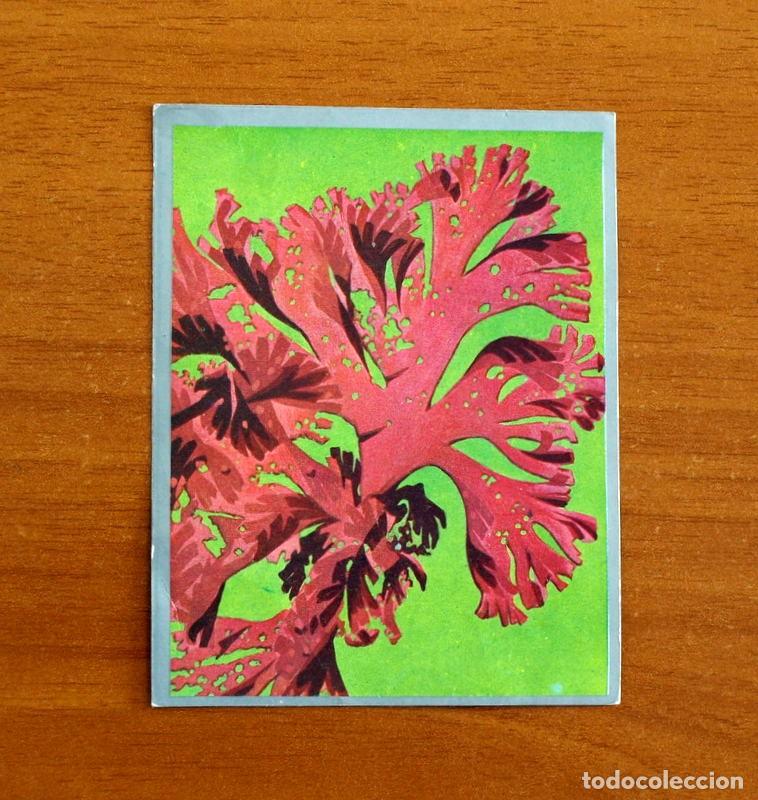 Coleccionismo cromos antiguos: Zoolog&iacute;a y Bot&aacute;nica - Cromo N&ordm; 235 - Editorial Maga A&ntilde;o 1969 - Nunca Pegado