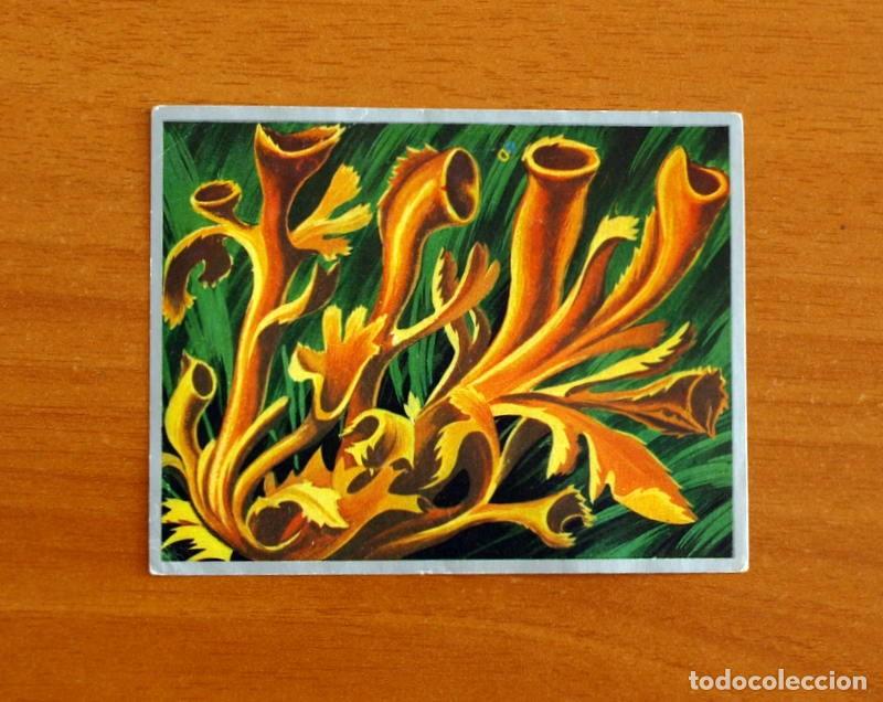 Coleccionismo cromos antiguos: Zoolog&iacute;a y Bot&aacute;nica - Cromo N&ordm; 238 - Editorial Maga A&ntilde;o 1969 - Nunca Pegado