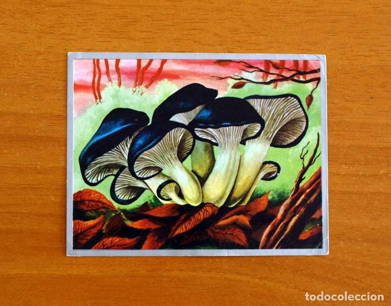 Coleccionismo cromos antiguos: Zoolog&iacute;a y Bot&aacute;nica - Cromo N&ordm; 248 - Editorial Maga A&ntilde;o 1969 - Nunca Pegado
