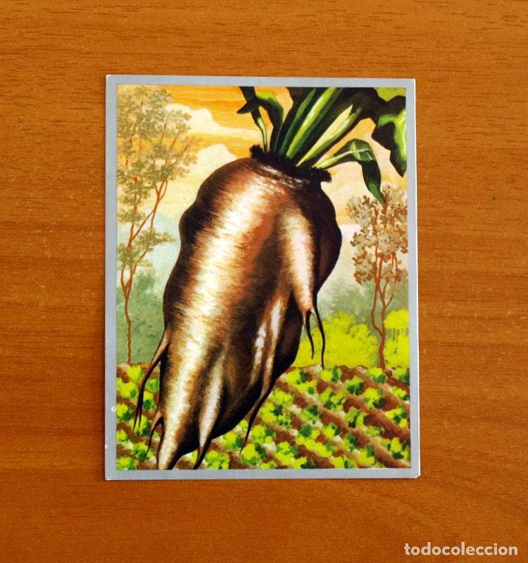 Coleccionismo cromos antiguos: Zoolog&iacute;a y Bot&aacute;nica - Cromo N&ordm; 256 - Editorial Maga A&ntilde;o 1969 - Nunca Pegado