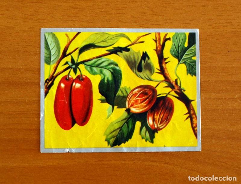 Coleccionismo cromos antiguos: Zoolog&iacute;a y Bot&aacute;nica - Cromo N&ordm; 260 - Editorial Maga A&ntilde;o 1969 - Nunca Pegado