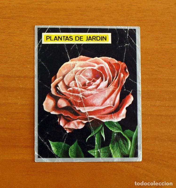 Coleccionismo cromos antiguos: Zoolog&iacute;a y Bot&aacute;nica - Cromo N&ordm; 261 - Editorial Maga A&ntilde;o 1969 - Nunca Pegado