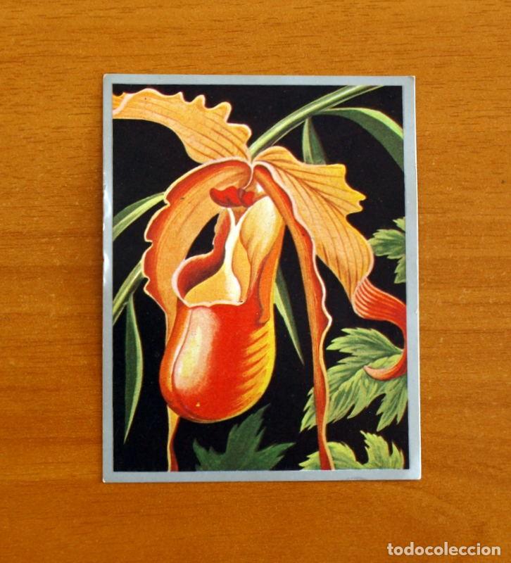 Coleccionismo cromos antiguos: Zoolog&iacute;a y Bot&aacute;nica - Cromo N&ordm; 278 - Editorial Maga A&ntilde;o 1969 - Nunca Pegado