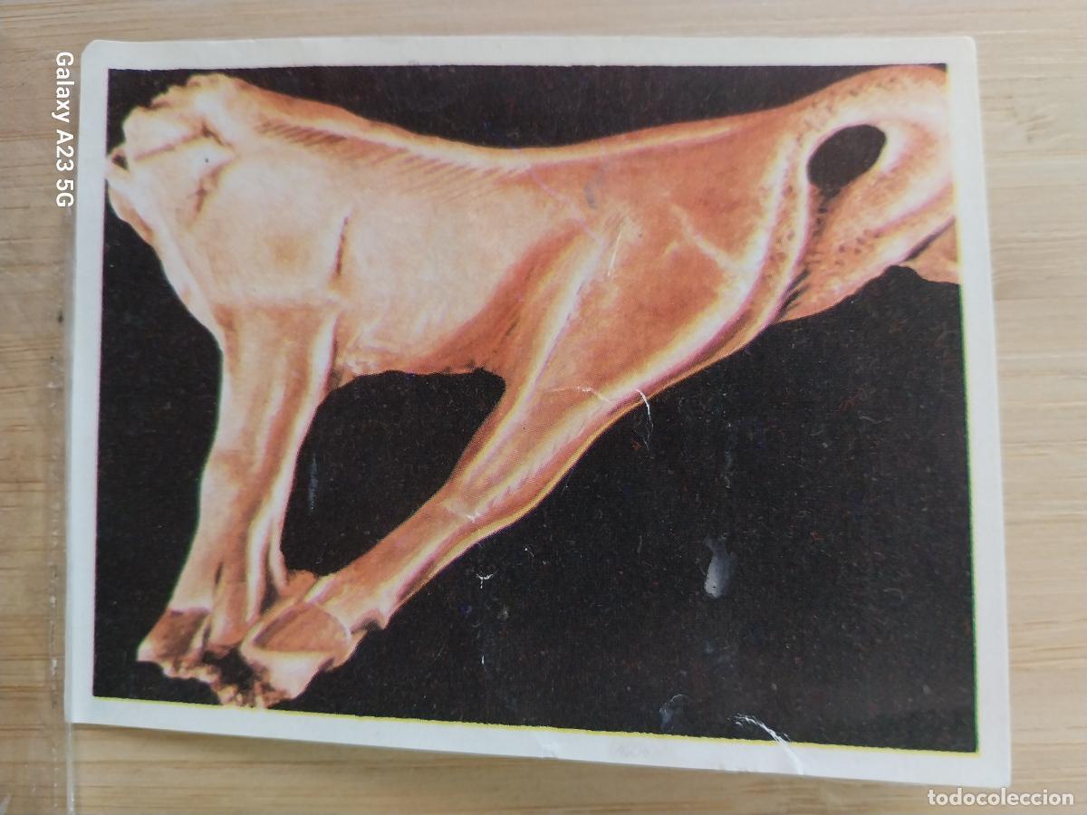 Coleccionismo cromos antiguos: ARTE PALEOLITICO * ED MAGA ARTE A&Ntilde;O 1971 CROMO 4 *** SIN PEGAR NUNCA
