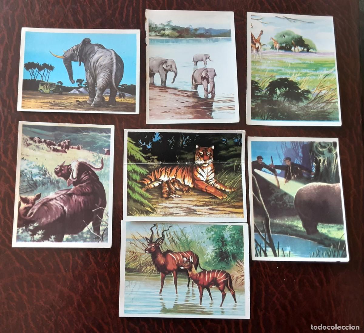 Coleccionismo cromos antiguos: LOTE DE 7 CROMOS DIFERENTES, CAZA MAYOR DE KITIN-NOGUEROLES,