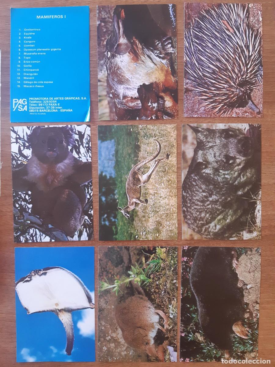 Coleccionismo cromos antiguos: Lote Serie Completa fichas / l&aacute;minas Mam&iacute;feros I - PAGSA Barcelona A&ntilde;os 80