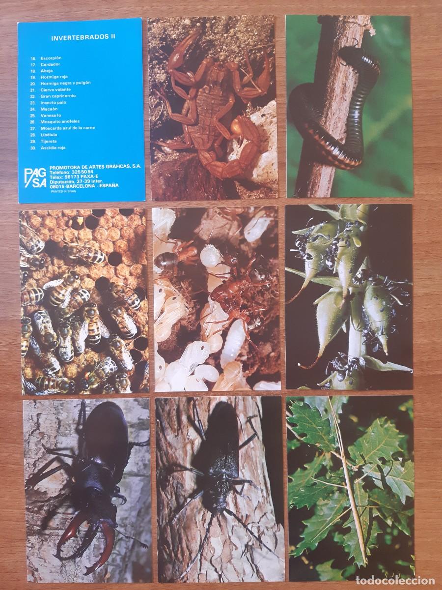 Coleccionismo cromos antiguos: Lote Serie Completa fichas / l&aacute;minas Invertebrados II - PAGSA Barcelona A&ntilde;os 80