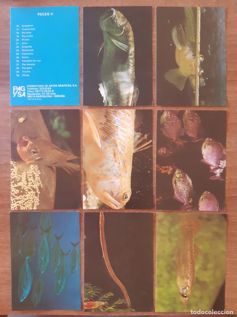 Coleccionismo cromos antiguos: Lote Serie Completa fichas / Peces II - PAGSA Barcelona A&ntilde;os 80