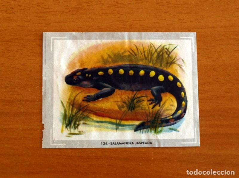 Coleccionismo cromos antiguos: Vida y Color - Cromo N&ordm; 134 Salamandra Jaspeada - 1&ordm; &Aacute;lbum - &Aacute;lbumes Espa&ntilde;oles A&ntilde;o 1965