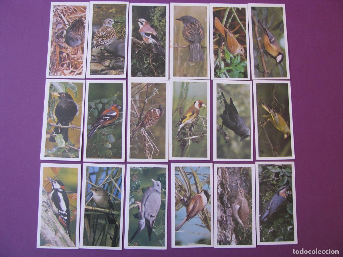 Coleccionismo cromos antiguos: CROMOS DE CIGARRILLOS CRAVEN BLACK CAT. PAJAROS. BRITISH BIRDS INGLATERRA 1976.