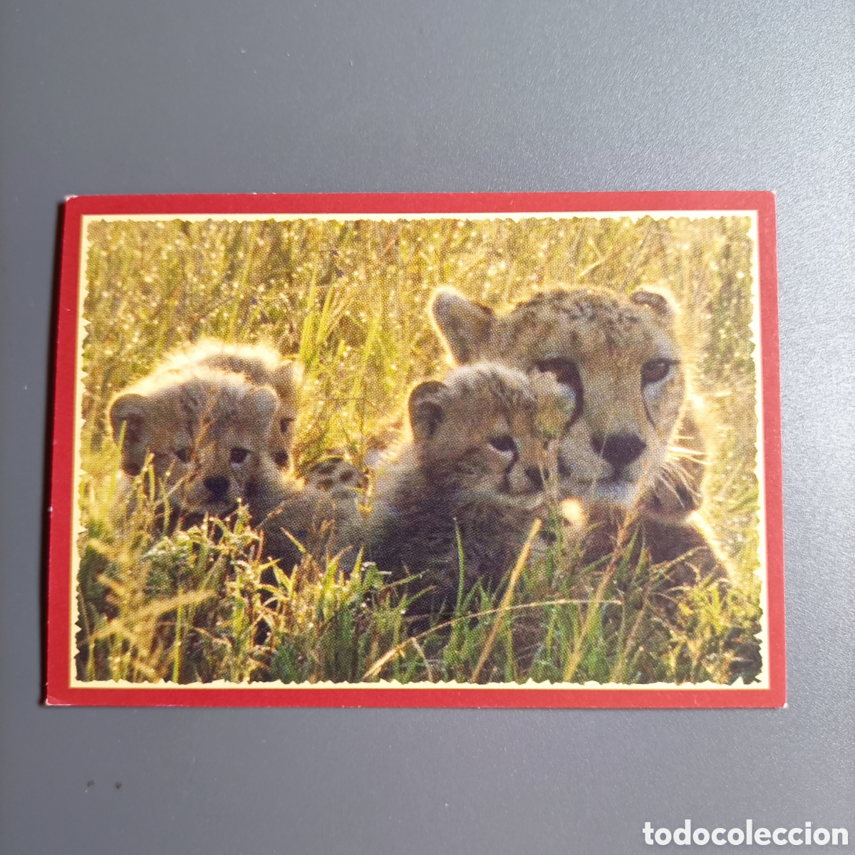 Coleccionismo cromos antiguos: Panini 2011. DisneyNature African Cats - Im Reich der Raubkatzen - №27