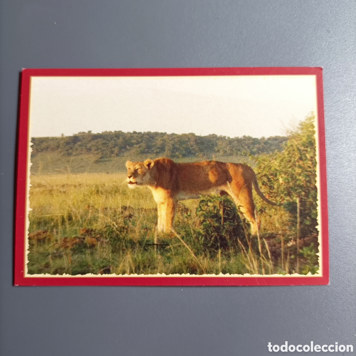 Coleccionismo cromos antiguos: Panini 2011. DisneyNature African Cats - Im Reich der Raubkatzen - №102