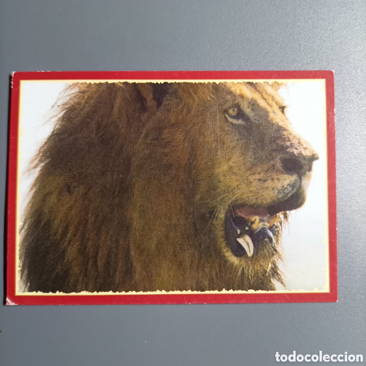 Coleccionismo cromos antiguos: Panini 2011. DisneyNature African Cats - Im Reich der Raubkatzen - №100