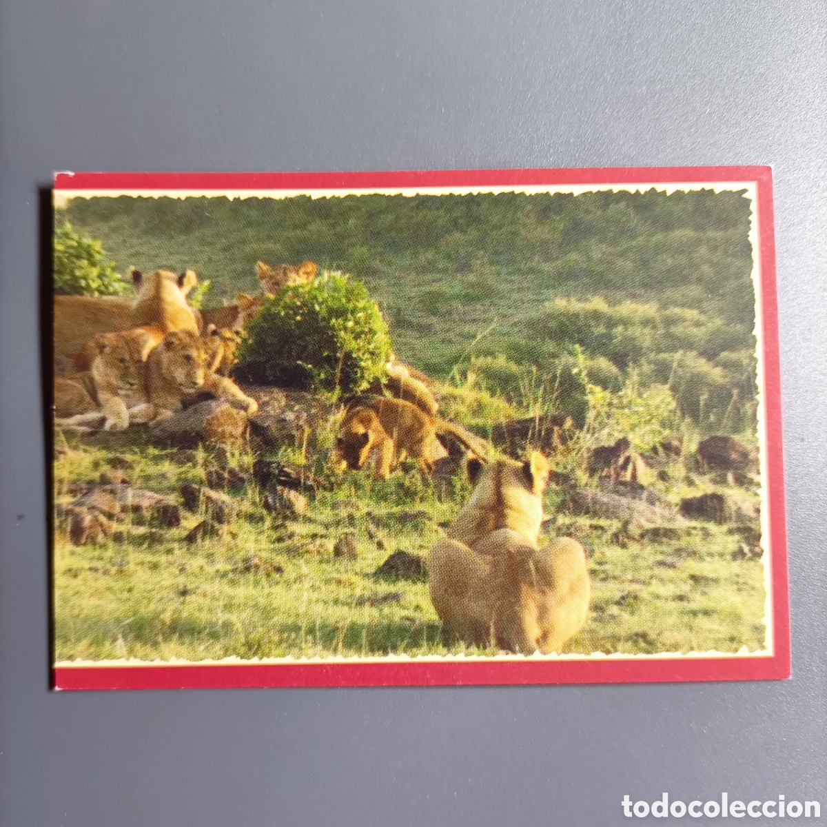 Coleccionismo cromos antiguos: Panini 2011. DisneyNature African Cats - Im Reich der Raubkatzen - №8
