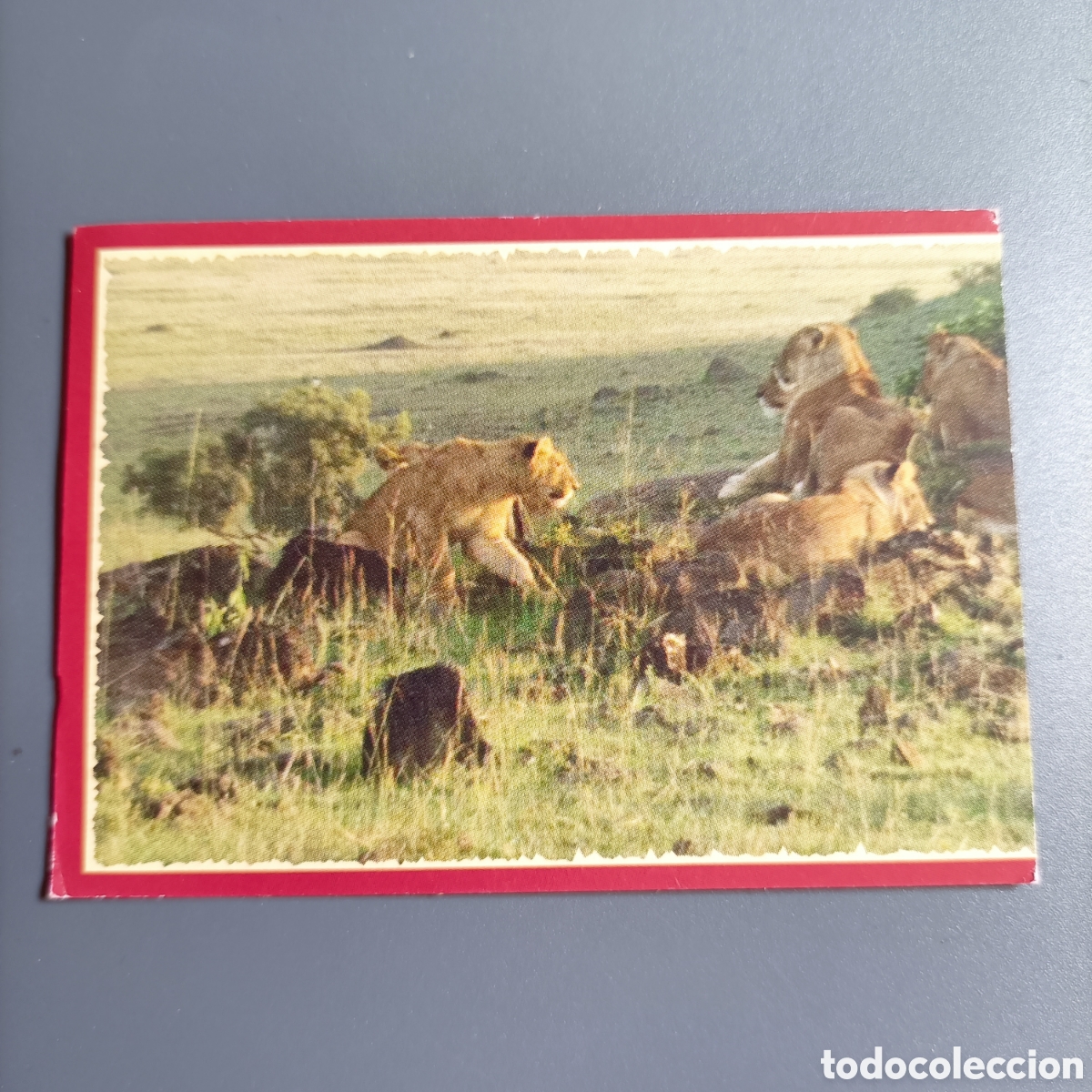Coleccionismo cromos antiguos: Panini 2011. DisneyNature African Cats - Im Reich der Raubkatzen - №7