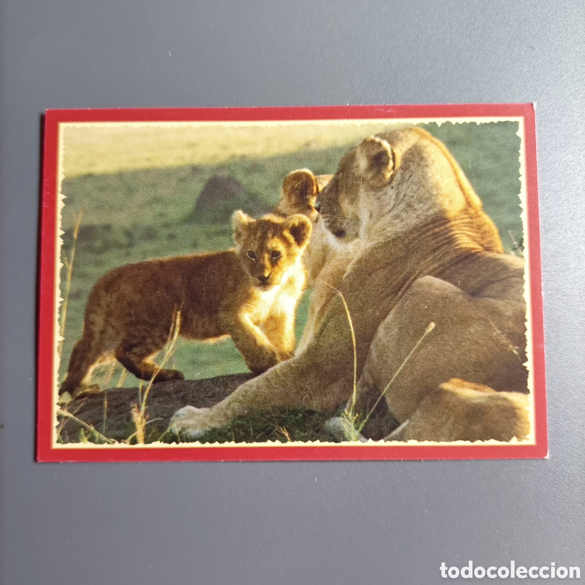 Coleccionismo cromos antiguos: Panini 2011. DisneyNature African Cats - Im Reich der Raubkatzen - №12