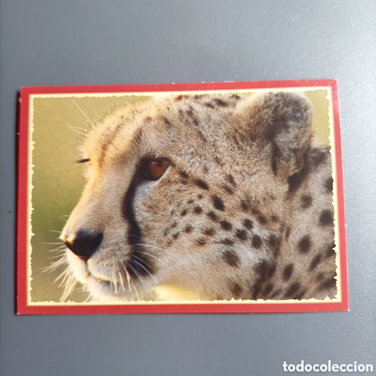 Coleccionismo cromos antiguos: Panini 2011. DisneyNature African Cats - Im Reich der Raubkatzen - №15